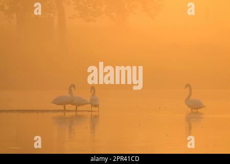 Stummer Schwan (Cygnus olor), vier stumme Schwäne stehen im Nebel im Nachglühen im flachen Wasser, Deutschland Stockfoto