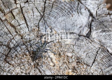 Kleiner weißer marmorierter Longhornkäfer, kleiner weißer marmorierter Longhornkäfer (Monochamus sutor), auf Totholz, Blick auf den Rücken, Skandinavien Stockfoto