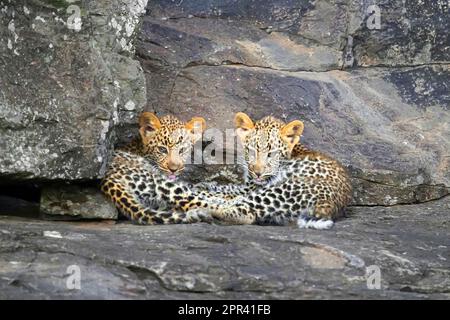 leopard (Panthera pardus), zwei Leopardenjungen auf einem Felsen, Kenia, Masai Mara Nationalpark Stockfoto