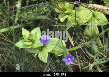 Pimpernel, scharlachrote Pimpernel, Wetterglas des armen Mannes (Anagallis arvensis var. Caerulea, Amagallis arvensis subsp. Latifolia), Blüte, Stockfoto