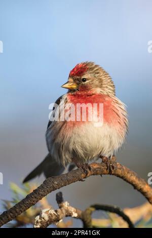 Rotpoll, gemeine Rotpoll (Carduelis flammea flammea, Acanthis flammea flammea), männlich bei der Zucht von Gefieder auf einem Zweig, Skandinavien Stockfoto
