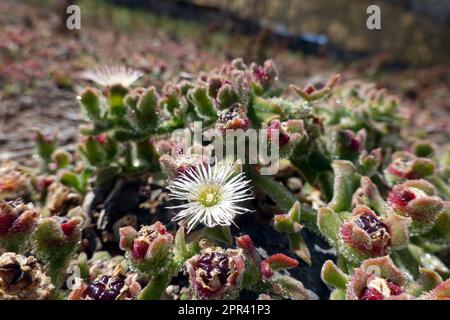 Gemeine Eispflanze, kristalline Eispflanze, Eispflanze (Mesembryanthemum crystallinum), Blüte, Kanarische Inseln, Gran Canaria Stockfoto