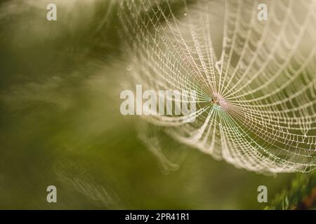 spinnennetz mit Morgentau im Morgenlicht, Deutschland Stockfoto