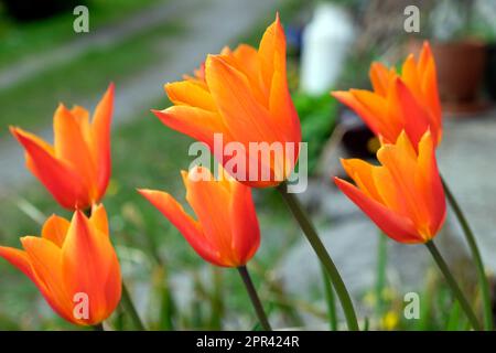 Orange Ballerina Tulpen wachsen blühend blühend in einem Garten im April Frühlingsblumen Carmarthenshire Wales Großbritannien Großbritannien KATHY DEWITT Stockfoto