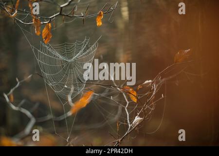 spider weg in der Buchenfiliale, Deutschland Stockfoto