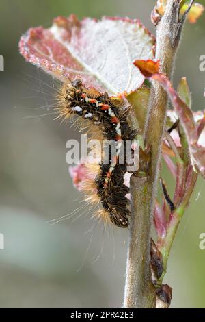 Knotengras-Motte (Acronicta rumicis, Viminia rumicis, Acronycta salicis), Raupe auf Pappelblatt, Deutschland Stockfoto