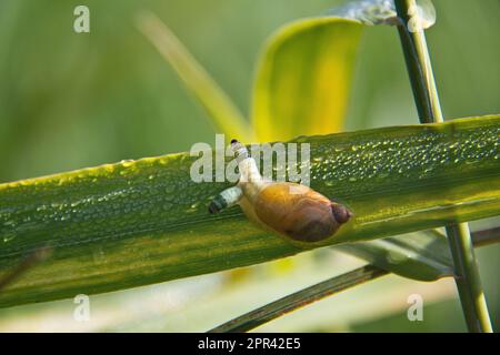 Grünbanderbroodsack (Leucochloridium paradoxum), Plattwurm in den Fühlern einer Schnecke (Succinea), Deutschland Stockfoto