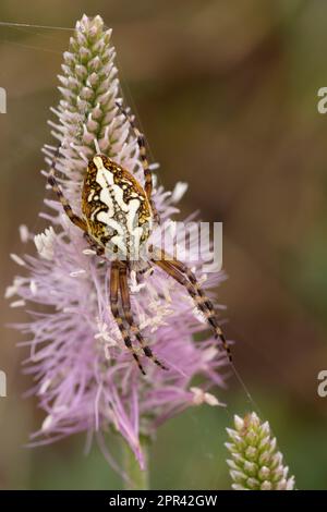 oakleaf-Orbweaver (Araneus ceropegius, Aculepeira ceropegia), weiblich auf der Stachelplantain, Dorsalblick, Österreich, Tirol Stockfoto