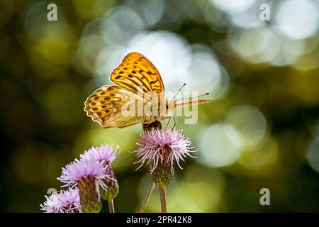 Silbergewaschene Fritillare (Argynnis Paphia), auf Kanadische Distel, Cirsium arvense, Deutschland Stockfoto