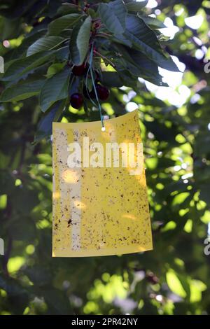 Kirschfrucht Fliege, Tepritis Fruchtfliege (Rhagoletis cerasi, Rhagoletis signata, Trypeta signata), gelbe Platte auf einem Kirschbaum gegen Kirschfrucht Stockfoto