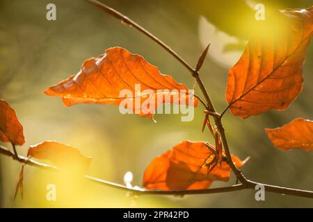 Buche (Fagus sylvatica), Herbstblätter und Knospen, Deutschland Stockfoto