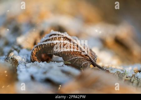 Ahornblatt mit Heiserfrost auf dem Boden, Deutschland Stockfoto