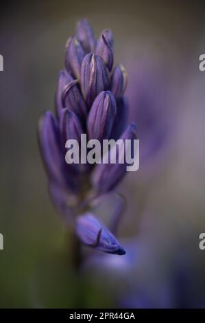 Bluebells Knospen, blaue Blume, Bokeh, weicher Hintergrund. Stockfoto