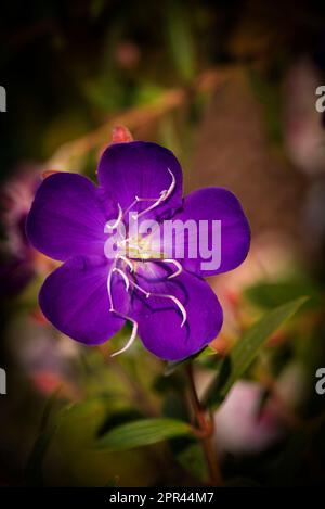 Pleroma urvilleanum, Tibouchina urvilleana, lila Blume Stockfoto