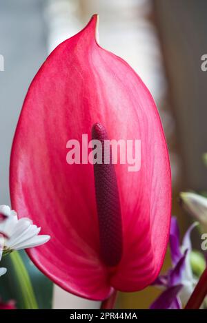 Anthurium Xavia, Anthurium andraeanum, rote Blume Stockfoto