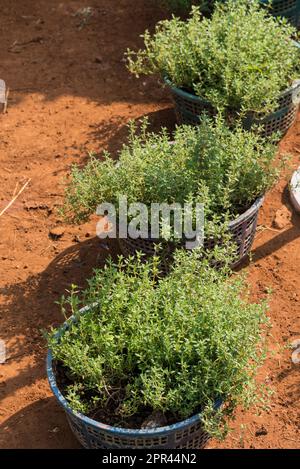 Thymus vulgaris, gewöhnlicher Thymian, englischer Thymian, Sommerthymian, Winterthymian, Französischer Thymian, Gartenthymian, Stockfoto