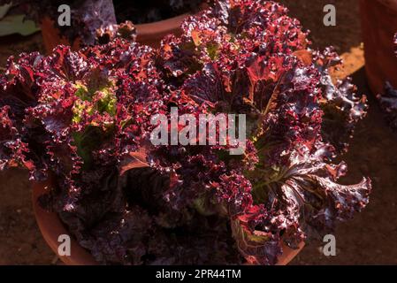 Salat, Lactuca sativa, Romainsalat, Cossalat, Rotgemüse Stockfoto