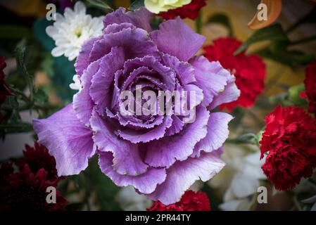 Primula Belarina, Amethyst Ice, Primrose, lila Blume Stockfoto