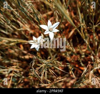Weiße Blütenschönheit in der Natur, Graslilie, Gartenstar Bethlehem, Mittagsschlaf, Ornithogalum umbellatum. Stockfoto