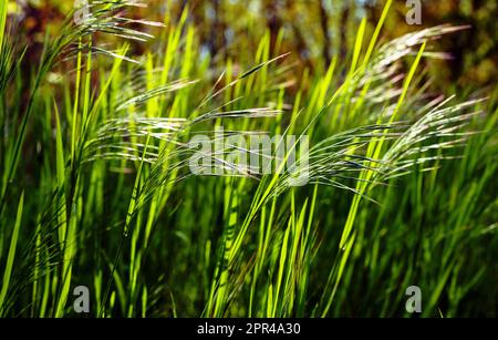 Grünes Gras wächst aus nächster Nähe, natürlicher grüner Hintergrund. Stockfoto