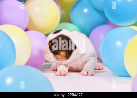 3 Wochen alte Rattenhunde und brauner französischer Bulldog Welpe zwischen bunten Ballons Stockfoto
