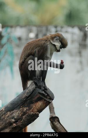 Ein neugieriger Affe, der auf einem Ast sitzt und einen saftigen Obstsnack in seinem natürlichen Lebensraum im Zoo genießt Stockfoto