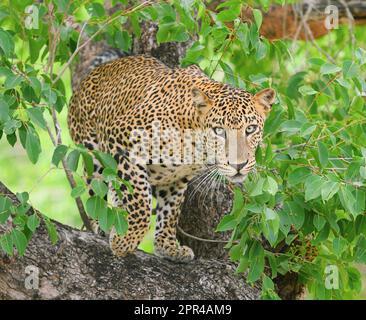 Ein Leopard, der zwischen Büschen spaziert und sich zum Angriff bereitstellt Stockfoto