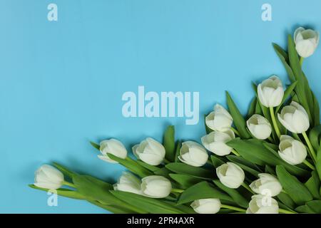 Wunderschöner Strauß weißer Tulpenblumen mit Karte auf blauem Hintergrund, Platz für Text Stockfoto