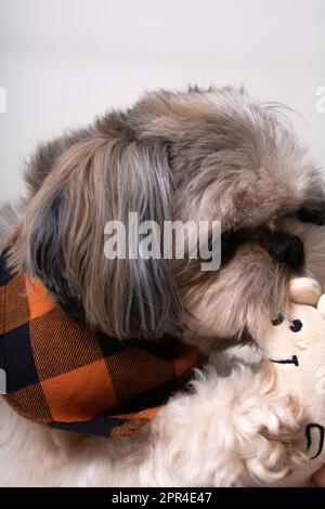 Foto Shih Tzu, der ein Spielzeug zwischen den Zähnen hält Stockfoto