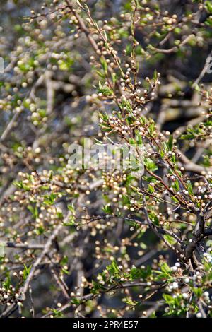 Der Fotobaum beginnt zu blühen, wobei der Hintergrund der Unschärfe weiße Knospen aufweist Stockfoto