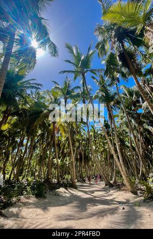 Cotubanama-Nationalpark, Isla Saona, Dominikanische Republik Stockfoto
