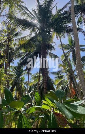 Cotubanama-Nationalpark, Isla Saona, Dominikanische Republik Stockfoto