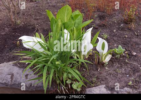 Kolonie des asiatischen Stinkkohls, Lysichiton camtschatcensis mit weißen Blumen, die am Ufer eines kleinen Bachs im Königlichen Wildreservat in Prag wachsen. Stockfoto