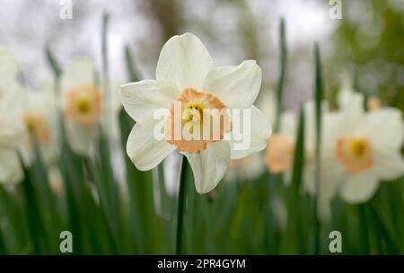 Narcissus poeticus in voller Blüte, Nahaufnahme des Narzissenbetts, Blick aus niedrigem Winkel, keine Menschen. Stockfoto