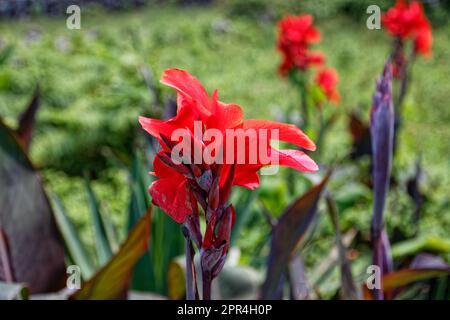 Nahaufnahme einer wunderschönen Blume auf der Insel Flores, den Azoren, Portugal Stockfoto