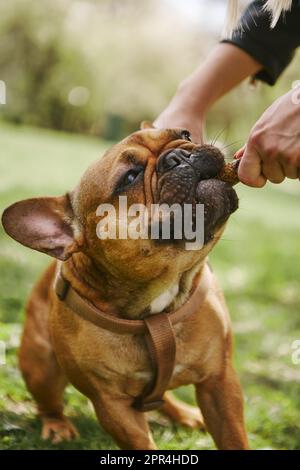 Lustiger kleiner Hund, der mit dem Besitzer spielt. Süßes französisches Bulldogge-Hündchen, das in Nahaufnahme einen Stock beißt. Gesundes und verspieltes Haustier in einem grünen Park Stockfoto