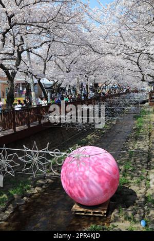 JINHAE, SÜDKOREA - 28. MÄRZ 2023: Besucher des Yeojwa-Baches beim Jinhae Cherry Blossom Festival in Changwon. Es ist eines der größten Frühlingsfestivals Stockfoto