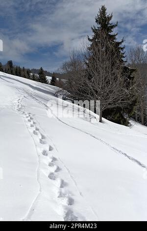 Fußspuren im Schnee bei einem Tannenbaum in den französischen Alpen Stockfoto