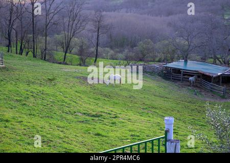 Pferde auf dem Bauernhof, die im Herbst in Berggebieten mit reichlich Gras essen Stockfoto