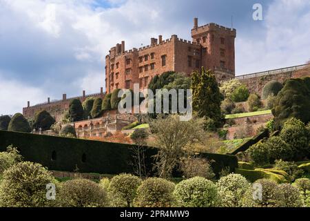 Powis Castle ist eine mittelalterliche Festung und ein großes Landhaus mit einem barocken Garten, hier mit Eibenbäumen und blühenden Äpfeln. Powys, Wales Stockfoto