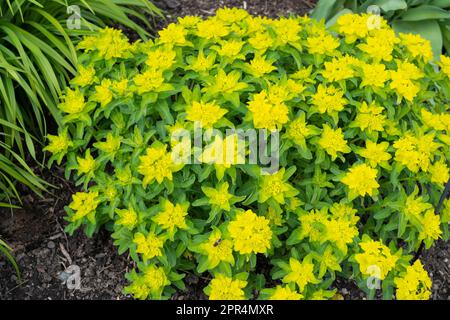 Euphorbia Polychroma ist ein aufsteigender Klumpen, der mehrjährige, gebräuchliche Namen kissen Spurz und viele farbige Spurts, die im Frühling in einem walisischen Garten wachsen Stockfoto