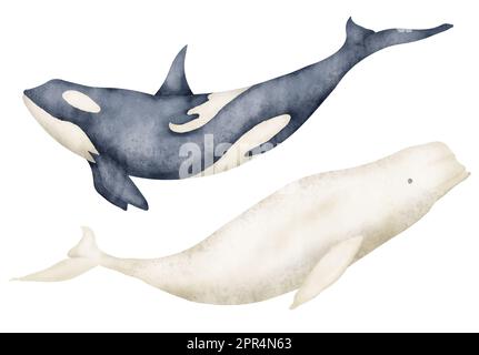 Big Whale und Beluga. Handgezeichnete Aquarelldarstellung von Unterwassertieren auf isoliertem Hintergrund. Set aus polaren Säugetieren und Orca-Killer für das Zoodesign. North Marine Wild Life für Icon oder Logo. Stockfoto