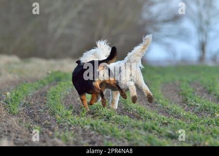 Hunde spielen, nachdem sie in einem Ackerfeld in Berwickshire, Schottland, die Führung verloren haben. Stockfoto