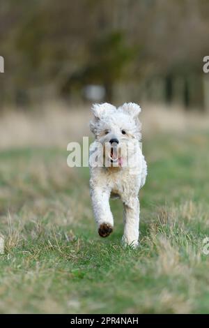 Golden Doodle (Golden Retriever x Standard Poodle), in Richtung Fotograf Berwickshire, Schottland Stockfoto