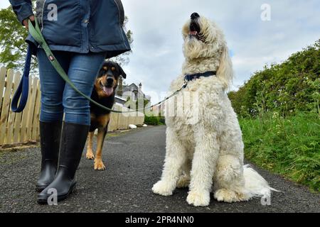 Golden Doodle sitzt neben dem Besitzer mit einem labrador x rottweiler im Hintergrund; Berwickshire, Schottland Stockfoto