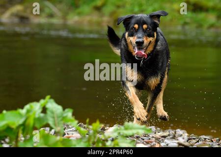 Labrador Rottweiler Cross, spielt in River, Berwickshire, Schottland Stockfoto