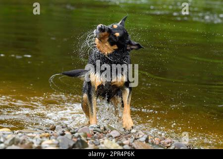 Labrador Rottweiler kreuzt Wasser aus dem Mantel, nachdem er in River, Berwickshire, Schottland gespielt hat Stockfoto