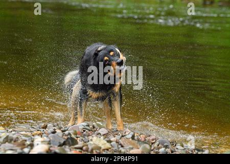 Labrador Rottweiler kreuzt Wasser aus dem Mantel, nachdem er in River, Berwickshire, Schottland gespielt hat Stockfoto