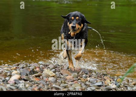 Labrador Rottweiler kreuzt Wasser aus dem Mantel, nachdem er in River, Berwickshire, Schottland gespielt hat Stockfoto