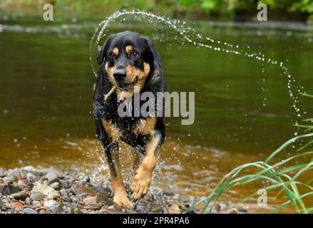 Labrador Rottweiler kreuzt Wasser aus dem Mantel, nachdem er in River, Berwickshire, Schottland gespielt hat Stockfoto